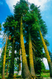 Colorful Lichen Covered Trees