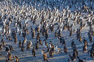 Cormorants and Penguins