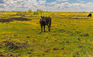 Cow in Colorful Field