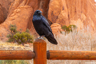 Crow on Fencepost