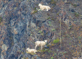 Dall Sheep Alaska
