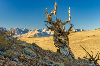 Dead Bristlecone Pine Tree