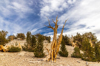 Dead Standing Bristlecone Tree