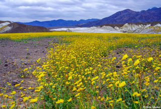 Death Valley Flowers