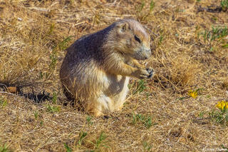 Devils Tower Prairie Dog
