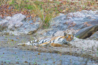 Dry Creek Bed Tiger
