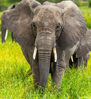 Elephant Head On