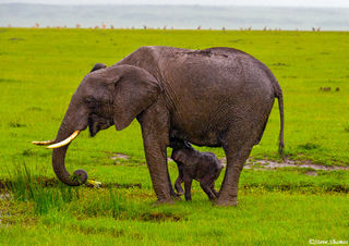 Elephant With Calf