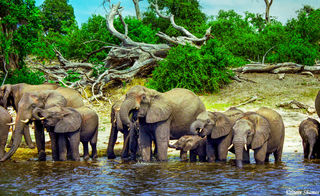 Elephants at Chobe River