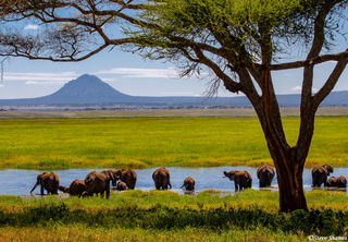 Elephants in Water Scene