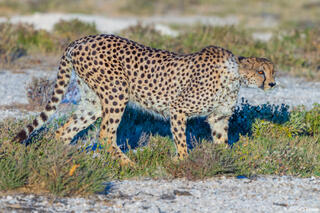 Etosha-Cheetah Walking