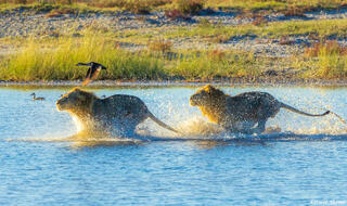 Etosha-Lions Running in Water