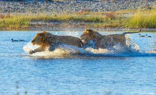 Etosha-Lions Splashing