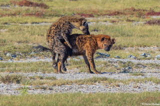 Etosha-Mating Hyenas