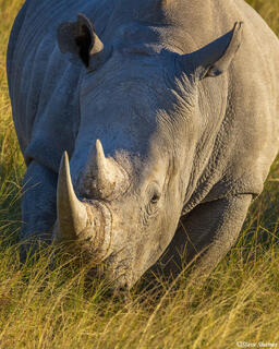 Etosha-Rhino Close Up