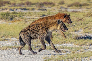 Etosha-Two Hyenas