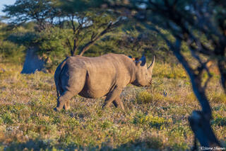 Etosha-Walking Rhino