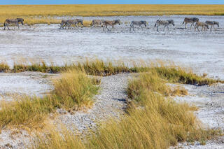 Etosha-Zebras on Pan