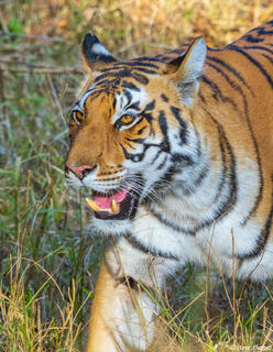 Female Bengal Tiger