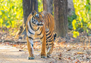 Female Tiger Kanha
