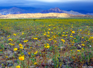 Field of Flowers