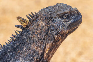 Galapagos Iguana Head