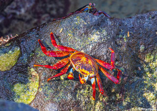 Galapagos Sally Lightfoot Crab