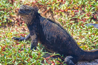 Galapagos Sea Iguana