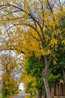 Georgetown Fall Colors