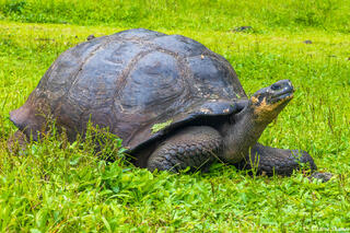 Giant Tortoise
