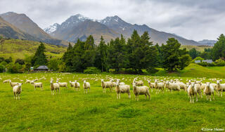 Glenorchy Sheep