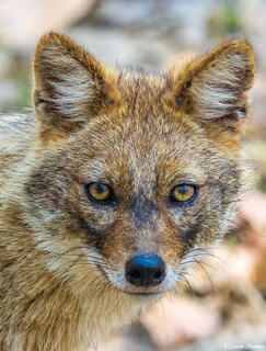 Golden Jackal Close Up