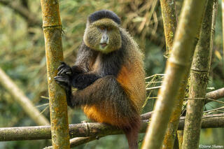 Golden Monkey Rwanda