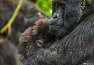 Gorilla Mother and Baby