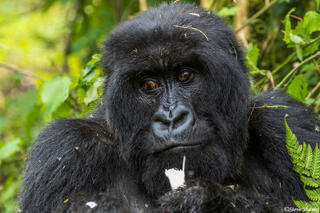 Gorilla Portrait