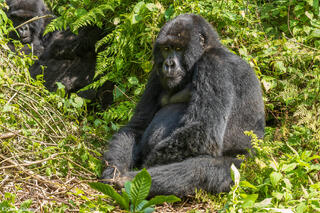 Gorilla Watching Us