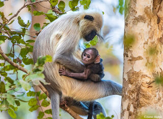 Gray Langur With Baby