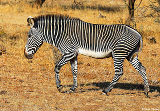 Grevy's Zebra