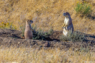 Greycliff Prairie Dog Town State Park