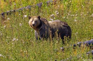 Grizzly Bear Mother