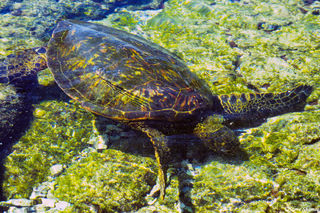 Hawaiian Sea Turtle