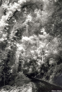 Hawaiian Vines