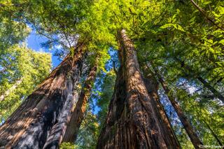 Henry Cowell Redwoods