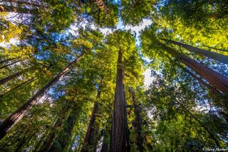 Henry Cowell State Park