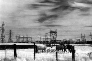 Horses By Powerlines