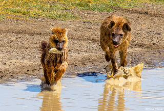 Hyenas Chasing Each Other