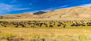 Idaho Cattle Ranch
