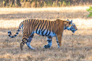 Indian Bengal Tiger Walking