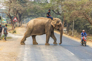 Indian Elephant Crossing Road