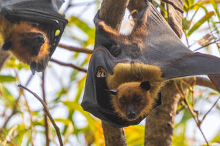 Indian Flying Fox